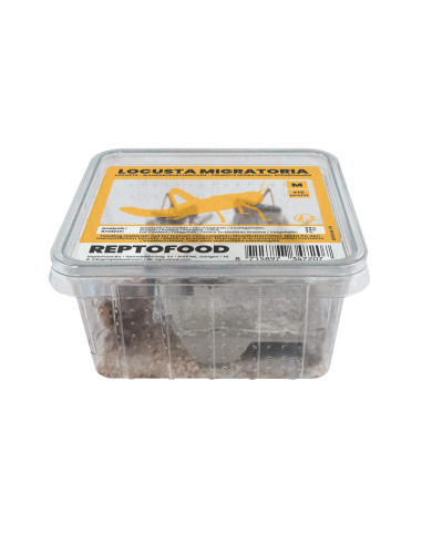 Repto Criquets Migrateurs M Box