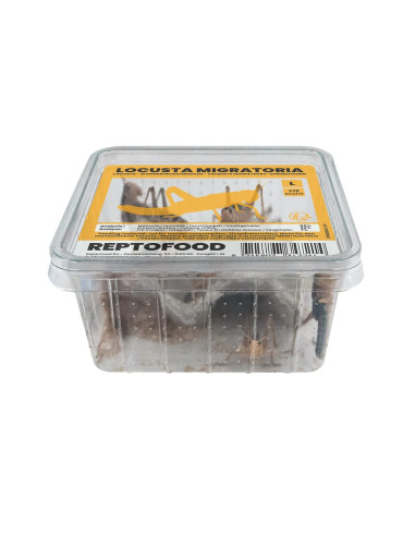 Repto Criquets Migrateurs L Box (SEMI-ADULTES)