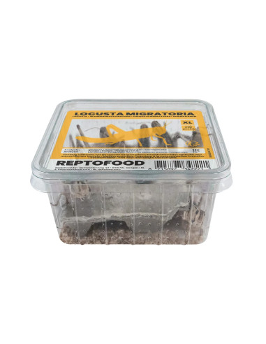 Repto Criquets Migrateurs Xl Box (ADULTES)