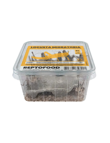 Repto Criquets Migrateurs Xl Box (ADULTES)