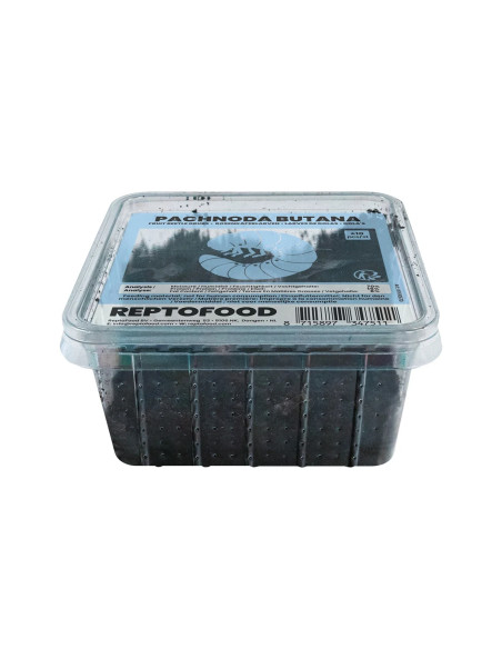 Repto Larves De Dolas (PACHNODA) Box