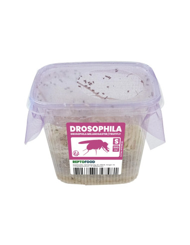 Repto Drosophiles Melanogaster S