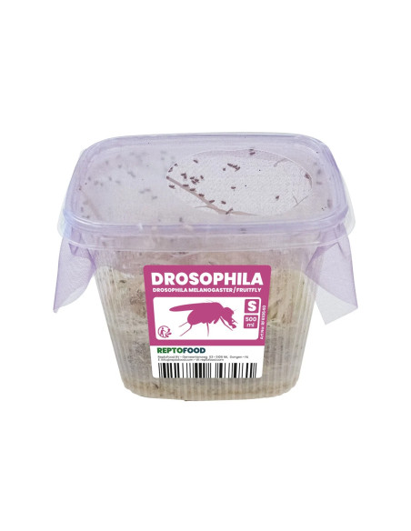 Repto Drosophiles Melanogaster S