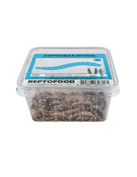 Vers Morio 1kg
