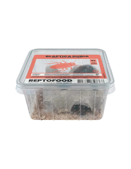 Repto Blattes Xl Box (ADULTES)