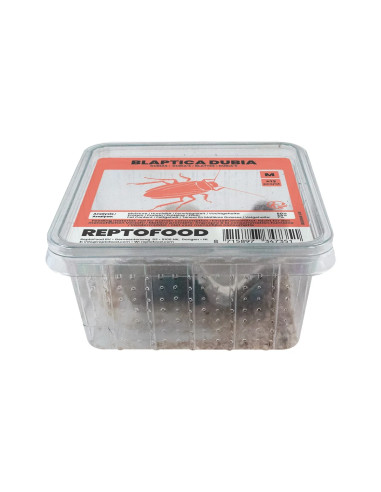Repto Blattes M Box (SUBADULTES)
