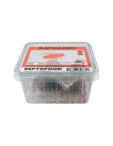 Repto Blattes M Box (SUBADULTES)