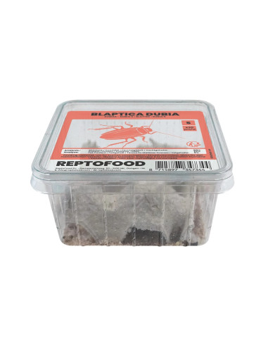 Repto Blattes S Box