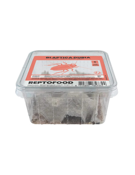 Repto Blattes S Box