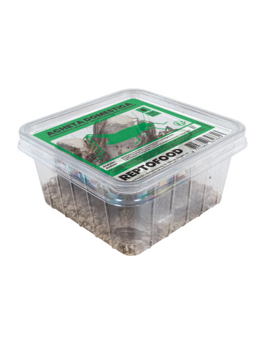 Repto Grillons Domestiques 8 Box