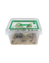 Repto Grillons Domestiques 6 Box