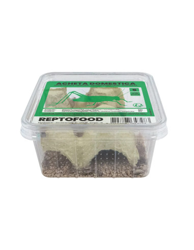 Repto Grillons Domestiques 5 Box