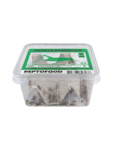 Repto Grillons Domestiques 4 Box
