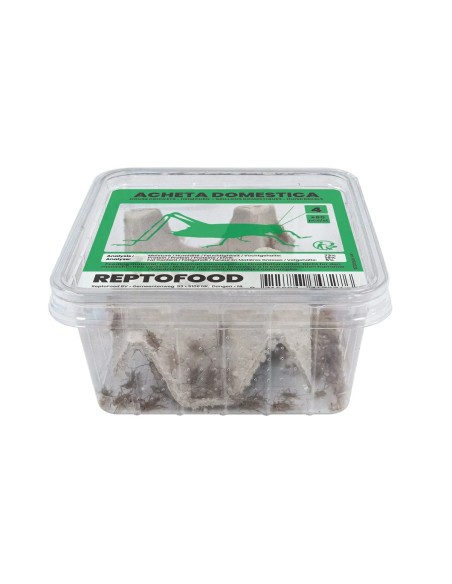 Repto Grillons Domestiques 4 Box