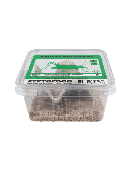 Repto Grillons Domestiques 3 Box