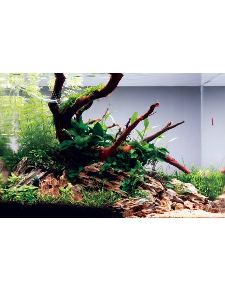 Lot Tropica Layout 115 (35L)