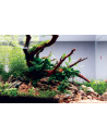 Lot Tropica Layout 115 (35L)