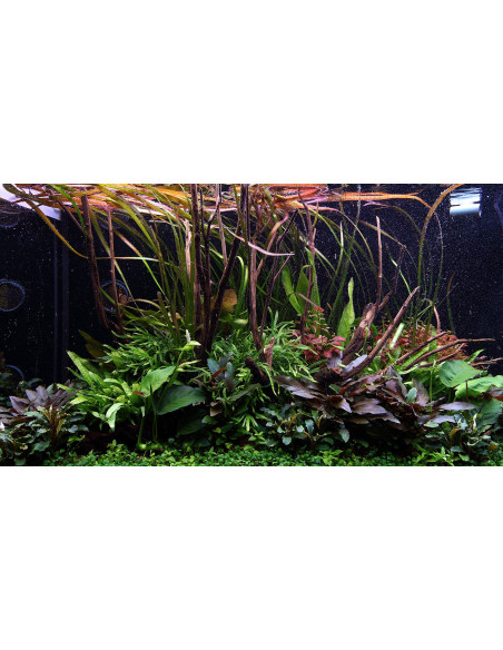 Layout 108 (250 L)