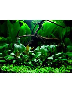 Layout 66 (48 L)