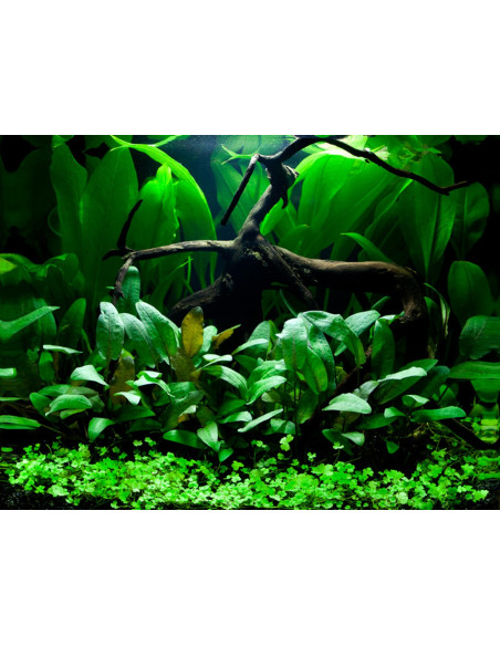 Layout 66 (48 L)