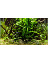 Tropica Set Layout 58 (46L)