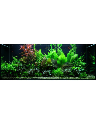 Layout 48 (300 L)