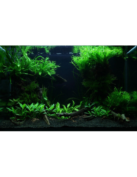 Lot Tropica Layout 47 (100L)