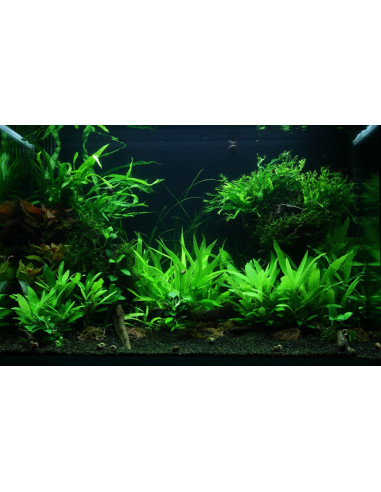 Lot Tropica Layout 47 (100L)
