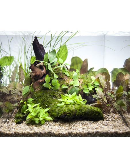 Tropica Lot Intermédiaire - Layout 43 Set