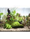 Tropica Layout 43 Set