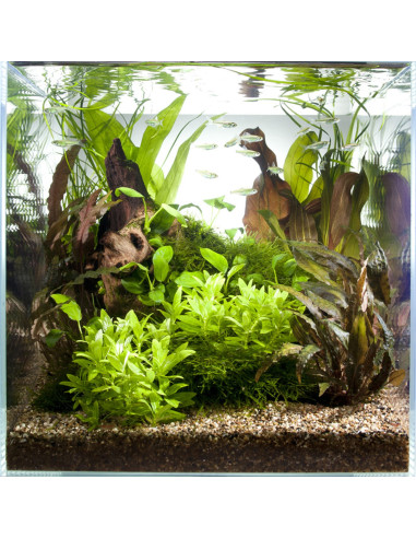 Tropica Lot Intermédiaire - Layout 43 Set