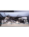 Lot Tropica Layout 120 (70L)