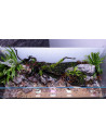 Lot Tropica Layout 120 (70L)
