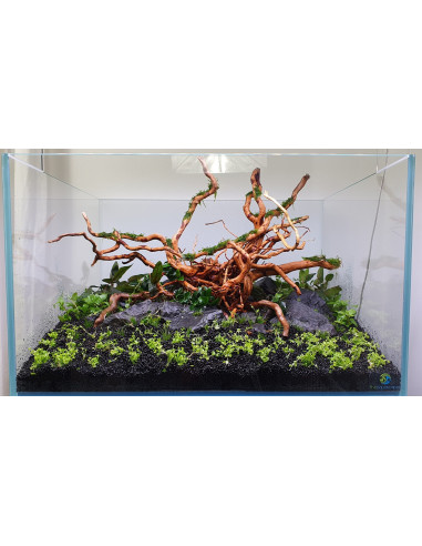 Lot Tropica Layout 122 (110L)