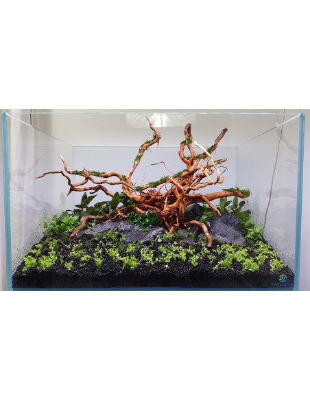 Lot Tropica Layout 122 (110L)