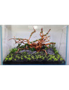 Lot Tropica Layout 122 (110L)