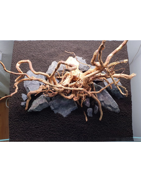 Lot Tropica Layout 122 (110L)