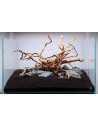 Lot Tropica Layout 122 (110L)