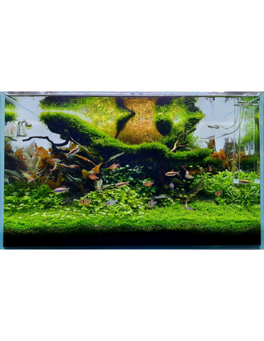 Lot Tropica Layout 122 (110L)