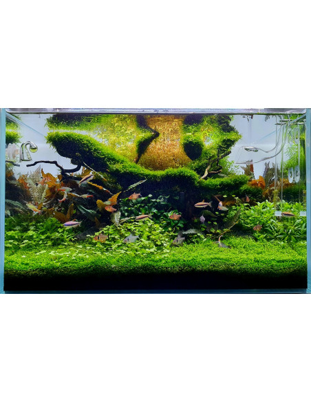 Lot Tropica Layout 122 (110L)