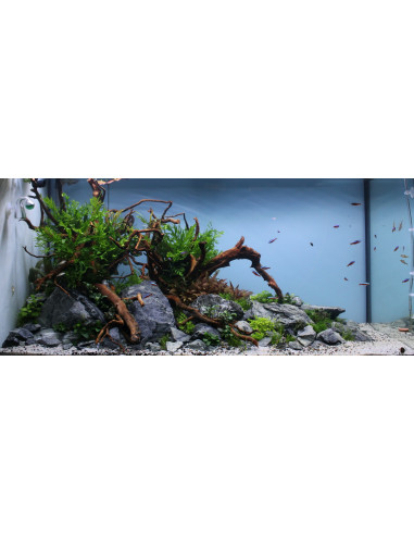 Lot Tropica Layout 1454 (350L)