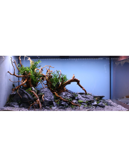 Lot Tropica Layout 1454 (350L)