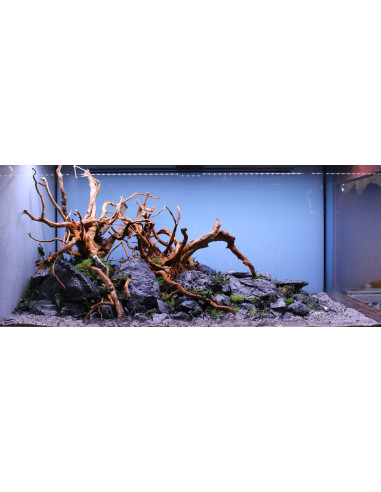 Lot Tropica Layout 1454 (350L)