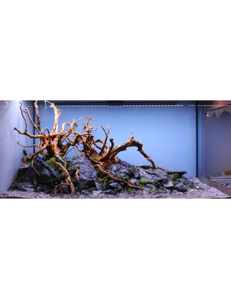 Lot Tropica Layout 1454 (350L)
