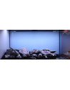 Lot Tropica Layout 1454 (350L)
