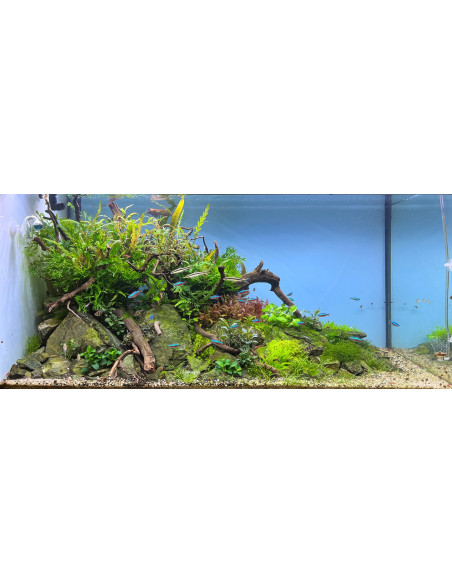Lot Tropica Layout 1454 (350L)