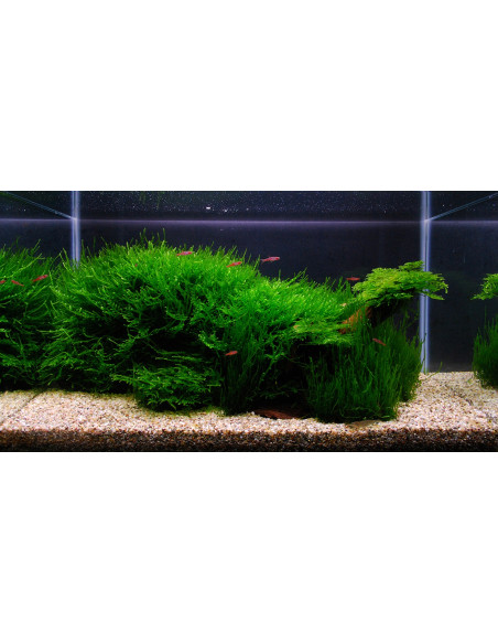 Tropica Set Layout 104 (28L)