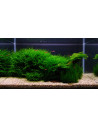 Tropica Lot Débutant - Layout 104 (28L)