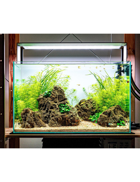 Lot Tropica Breezy