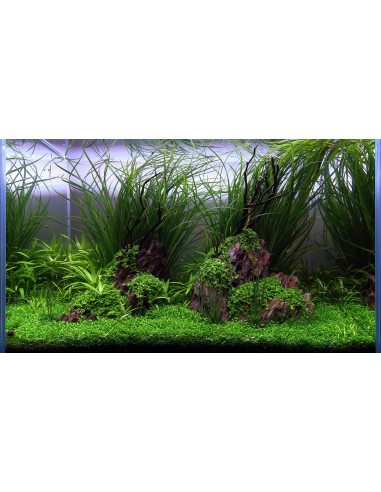 Tropica Set - Easy Aquascaping - Layout 113 (75L)